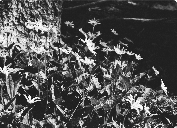 amerikada-kitap-okumak